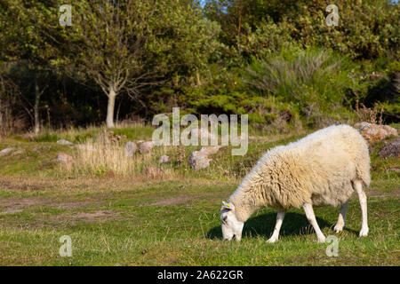 Schafe im Feld, Borholm Stockfoto