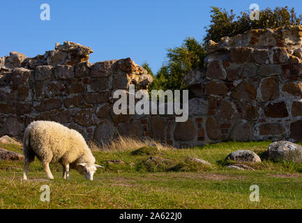 Schafe im Feld, Borholm Stockfoto