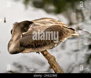 Brown pelican juvenile Vogel auf einem Zweig durch das Wasser und genießen ihre Umwelt und Umgebung. Stockfoto