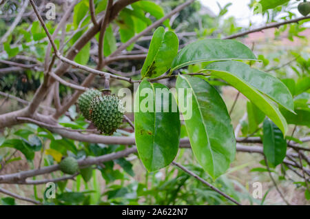 Annona Montana Unreife Früchte Stockfoto