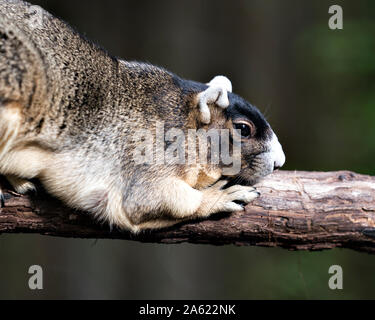 Sherman's Fox Squirrel ruht auf einem Zweig mit bokeh Hintergrund in seiner Umgebung und Umwelt mit ein schönes Bokeh. Stockfoto