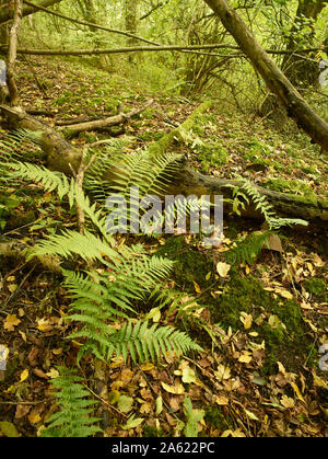 Farne im Herbst auf einem Surrey Waldboden mit Laub und Ändern von Laub, Kent, England, Vereinigtes Königreich, Europa Stockfoto