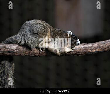 Sherman's Fox Squirrel ruht auf einem Zweig und zeigen ihre Körper, Ohren, Kopf, Pfoten, Schwanz und genießen die Umgebung und Umwelt mit ein schönes Bokeh. Stockfoto