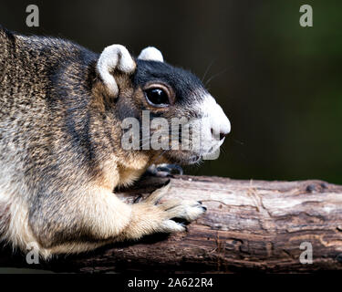 Sherman's Fox Squirrel ruht auf einem Zweig und genießen die Umgebung und Umwelt mit ein schönes Bokeh. Stockfoto