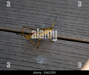 Gelbe Grasshopper Florida Ruhe an Bord gehen. Stockfoto