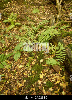 Farne im Herbst auf einem Surrey Waldboden mit Laub und Ändern von Laub, Kent, England, Vereinigtes Königreich, Europa Stockfoto
