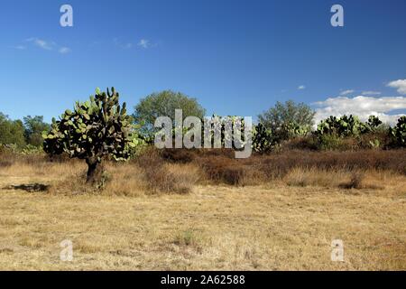 Der nopal Kaktus (Opuntia Kakteen) wachsen in Teotihuacan, Mexiko. Stockfoto