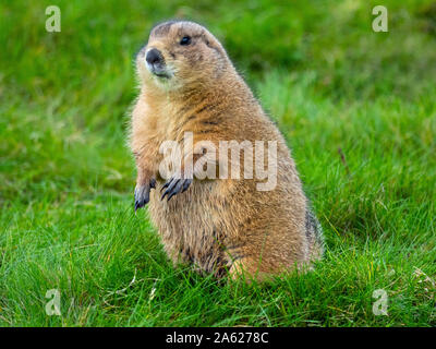 Schwarz-tailed prairie dog Cynomys ludovicianus Stockfoto