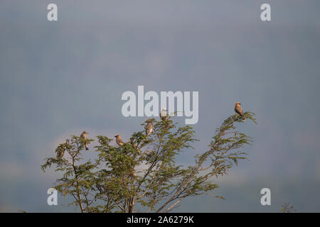 Eine Herde von Cedar Waxwings thront in einem Kiefer mit einer glatten Hintergrund. Stockfoto