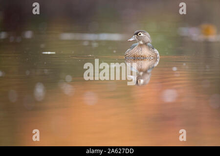 Eine weibliche Holz Ente schwimmt auf ruhigem Wasser mit ihrer Reflexion und Herbst bunte Bäume im Wasser spiegelt. Stockfoto