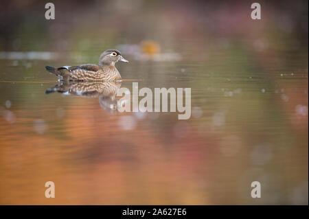 Eine weibliche Holz Ente schwimmt auf ruhigem Wasser mit ihrer Reflexion und Herbst bunte Bäume im Wasser spiegelt. Stockfoto