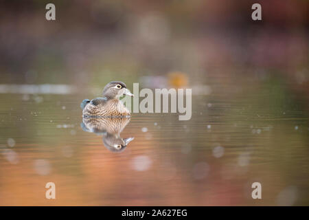 Eine weibliche Holz Ente schwimmt auf ruhigem Wasser mit ihrer Reflexion und Herbst bunte Bäume im Wasser spiegelt. Stockfoto