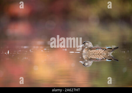 Eine weibliche Holz Ente schwimmt auf ruhigem Wasser mit ihrer Reflexion und Herbst bunte Bäume im Wasser spiegelt. Stockfoto