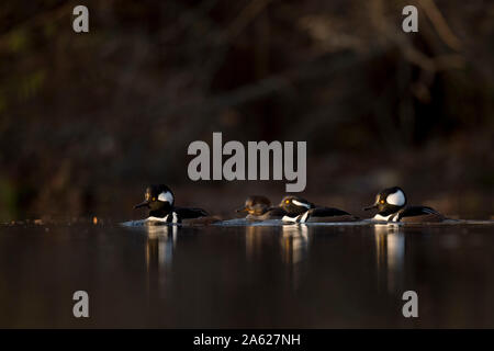 Eine kleine Gruppe von Vermummten Mergansers Schwimmen im ruhigen Wasser in den frühen Morgen das Sonnenlicht mit einem dunklen dramatischen Hintergrund. Stockfoto