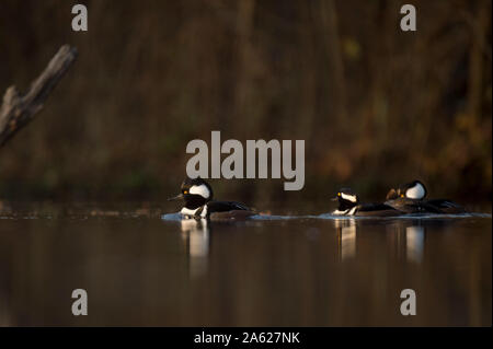 Eine kleine Gruppe von Vermummten Mergansers Schwimmen im ruhigen Wasser in den frühen Morgen das Sonnenlicht mit einem dunklen dramatischen Hintergrund. Stockfoto