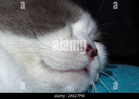 Nahaufnahme von einer Katze den Kopf beim Schlafen Stockfoto