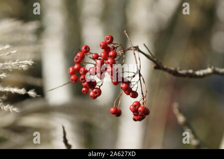 Beeren von Sorbus 'Chinese Lace" an Clyne Gärten, Swansea, Wales, UK. Stockfoto