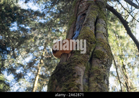 Buche und Pilz auf einem Baum im Wald Stockfoto