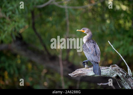 Ein Double-Crested Cormorant thront auf einem großen mit einer glatten grünen Baum Hintergrund in weiches Licht. Stockfoto