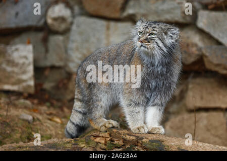 Pallas Cat's/Otocolobus manul)/Manul Stockfoto