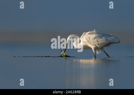 Ein Snowy Egret schlägt heraus an einem kleinen Fisch und nimmt einige helle grüne Algen mit einer glatten blauen Vordergrund und Hintergrund. Stockfoto