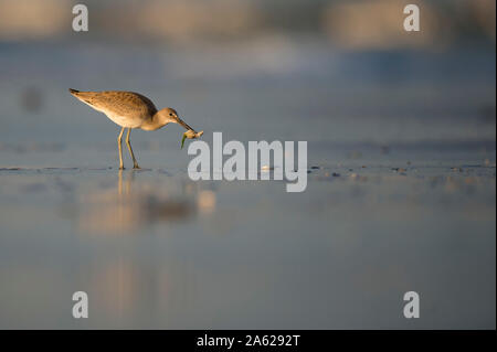 Ein Willet steht in feuchten Sand entlang der Küstenlinie in goldene Morgensonne mit Nahrung im Schnabel. Stockfoto