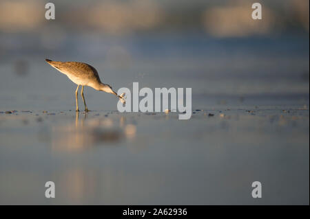 Ein Willet steht in feuchten Sand entlang der Küstenlinie in goldene Morgensonne mit Nahrung im Schnabel. Stockfoto