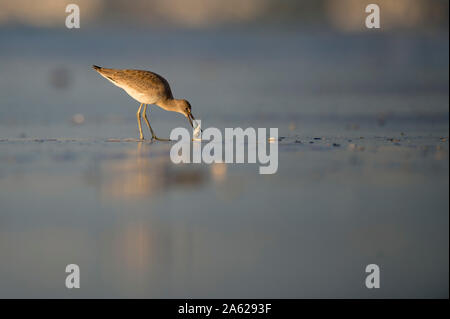 Ein Willet steht in feuchten Sand entlang der Küstenlinie in goldene Morgensonne mit Nahrung im Schnabel. Stockfoto