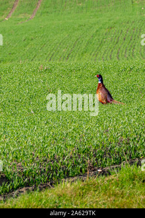 Auerhuhn Tetrao urogallus in der Wildnis auf dem Feld Stockfoto