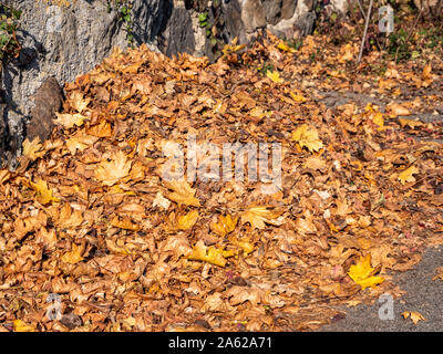 Stapel Blätter im Herbst Stockfoto