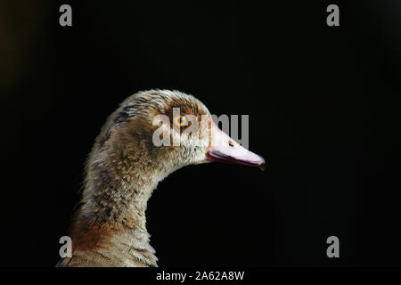 Nilgans (Alopochen Aegyptiaca) Stockfoto