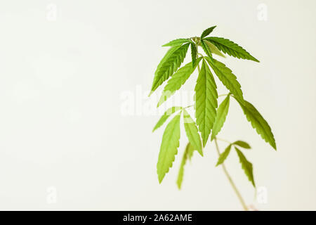 Cannabis (Droge) Stockfoto