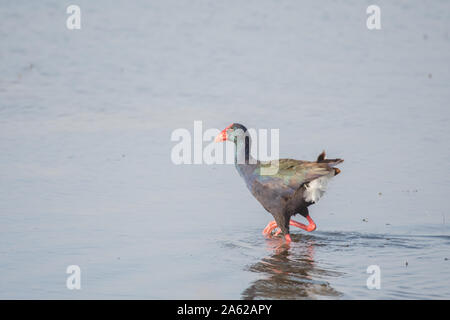 Die Afrikanische haben (Porphyrio madagascariensis) Stockfoto