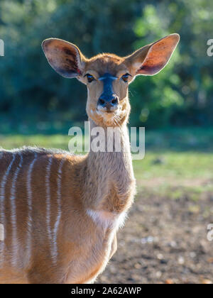 Die lowland nyala oder einfach Nyala (Tragelaphus angasii) Stockfoto