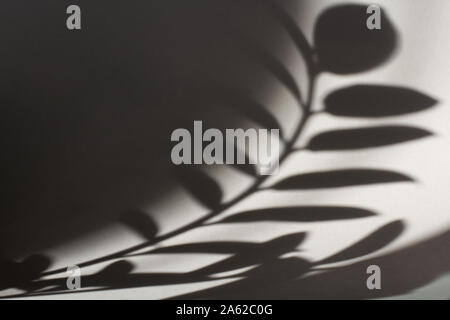 Die Schatten der Blätter auf hellgrau Papier Hintergrund. Direkte Sonneneinstrahlung. Trendy Sommer Konzept. Stockfoto