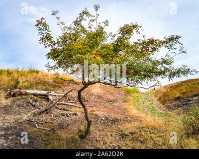 Eberesche Baum, Sorbus aucuparia, auf einem Hang in der Wildnis. Stockfoto