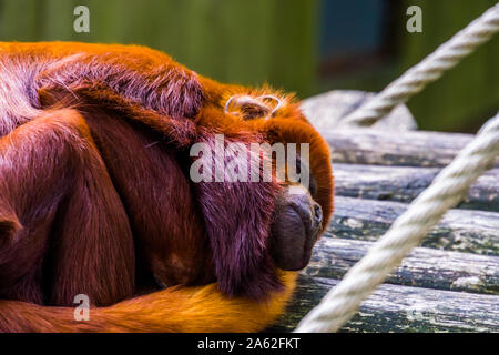 Nahaufnahme einer kupfernen Titi schlafen, tropischen red Monkey, exotische Primas Holzart aus Südamerika Stockfoto