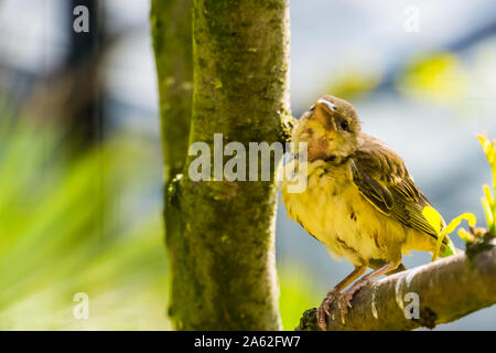 Village weaver Vogel in Richtung Kamera schaut, beliebte Vogel specie in der Vogelzucht aus Afrika Stockfoto