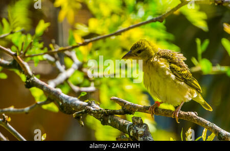 Schönes Dorf weaver Closeup Portrait, tropischen und bunter Vogel specie aus Afrika Stockfoto