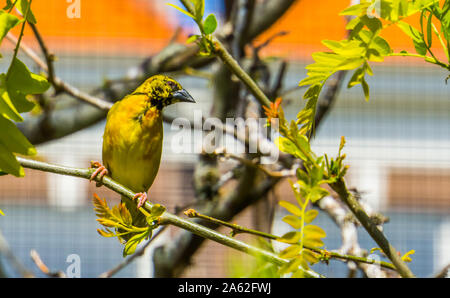 Schöne Nahaufnahme von einem männlichen Village weaver Vogel sitzt auf einem Ast, beliebt und bunter Vogel specie aus Afrika Stockfoto