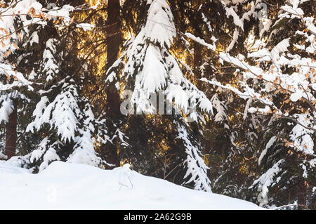 Winter. Ein Pfad in den Bergen mit vielen flauschigen weißen Schnee an einem nebligen Tag abgedeckt. Zweige der Bäume biegen sich unter dem Druck der Schnee. Stockfoto