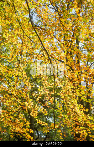 Blätter im Herbst im Beamish Woods, Co Durham, England, Großbritannien Stockfoto