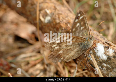 Schmetterling sitzt auf einem Zweig der Fichte in der Mitte des Waldes, Aalen in der Morgensonne. Die unscharfe, verwackelte braunen Hintergrund. Stockfoto