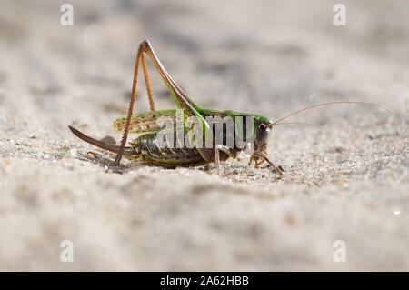 Große Große Grüne Heuschrecke oder Johannisbrot mit Sting oder Schwanz Makroaufnahme auf Sand in voller sonniger Tag. Close-up viele Detail korrekt beleuchtet durch Licht. Stockfoto