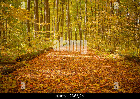 West Ridge Trail in Orillia Ontario Kanada im Spätherbst fotografiert ist einer von zahlreichen Wanderwegen für öffentliche us verwaltet von der Stadt oder Stockfoto