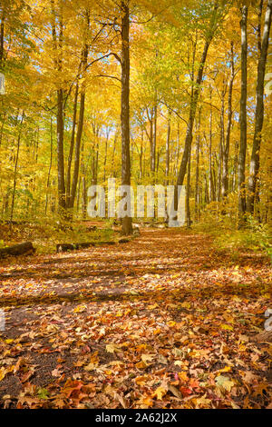 West Ridge Trail in Orillia Ontario Kanada im Spätherbst fotografiert ist einer von zahlreichen Wanderwegen für öffentliche us verwaltet von der Stadt oder Stockfoto