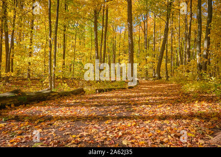 West Ridge Trail ist einer von zahlreichen Wanderwegen für die Öffentlichkeit erhalten von der Stadt Orillia vorhanden. Im Herbst fotografiert. Stockfoto