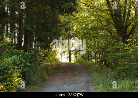 Wanderweg in der Eifel im Herbst. Blick entlang der Weise in einen Tunnel der Buche. Stockfoto