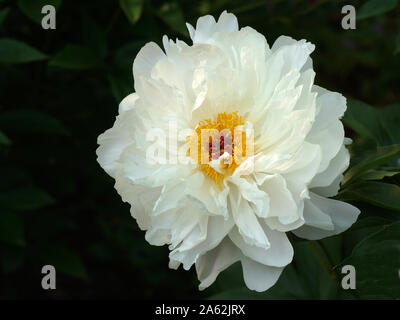 Paeonia Orchid Anne. Doppelte weiße Pfingstrose. Paeonia lactiflora (Chinesische Pfingstrose oder gemeinsamen Garten päonie). Schönen weißen und rosa Pfingstrosen Stockfoto