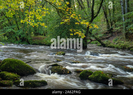 Bäume am Ufer des Flusses Teign an das Fingle Brücke auf Dartmoor National Park im frühen Herbst Stockfoto